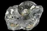 Hoploscaphites Ammonite - South Dakota #110581-1